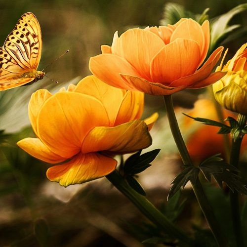 MARIPOSAS_CRÓNICA