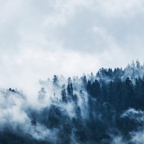 niebla_poesía