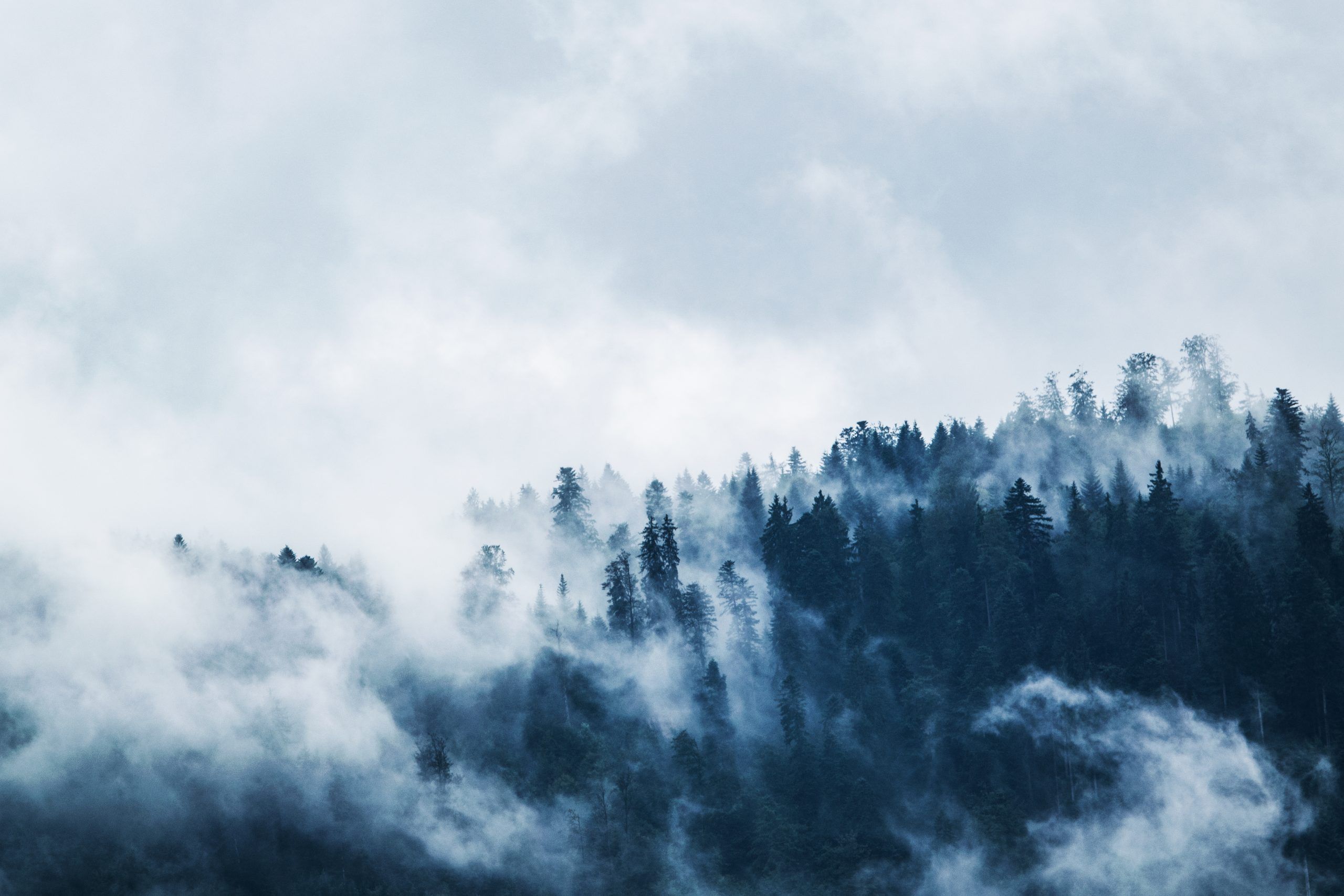niebla_poesía