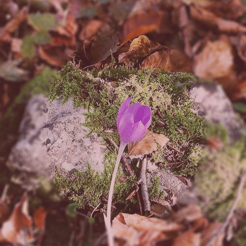 nostalgia_poesía